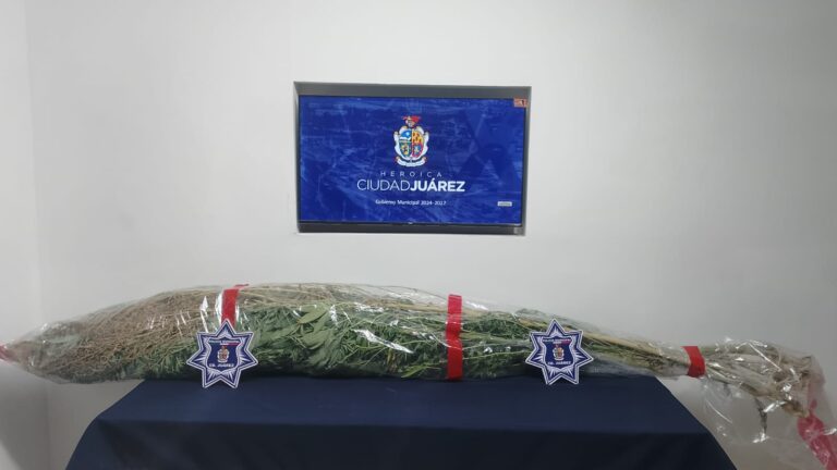 Encuentran cultivo de marihuana de 3 metros de altura en patio residencial de Ciudad Juárez