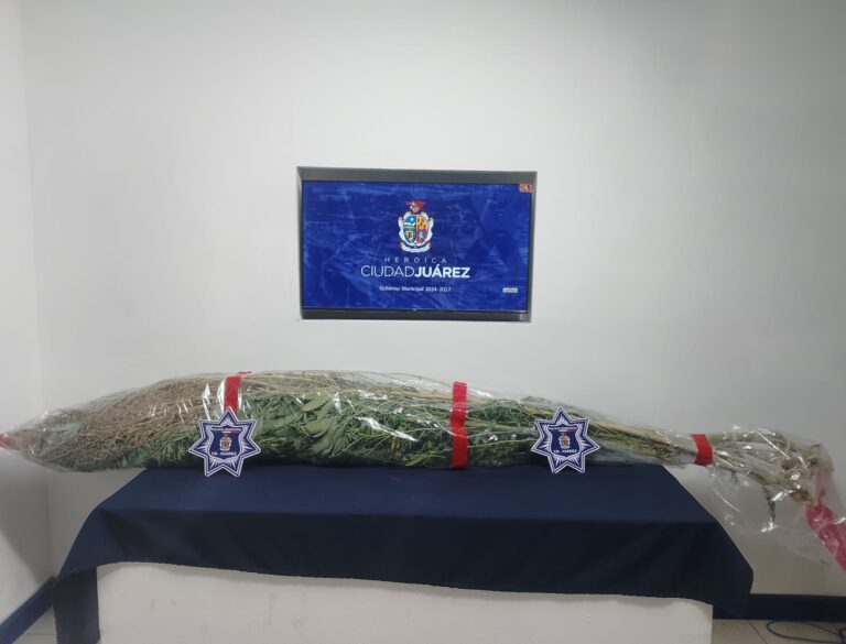 Encuentran cultivo de marihuana de 3 metros de altura en patio residencial de Ciudad Juárez
