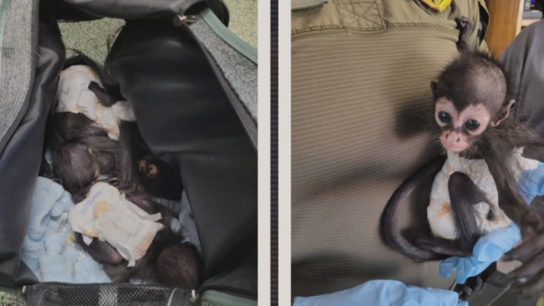 Border Patrol advierte sobre tráfico ilegal de animales exóticos