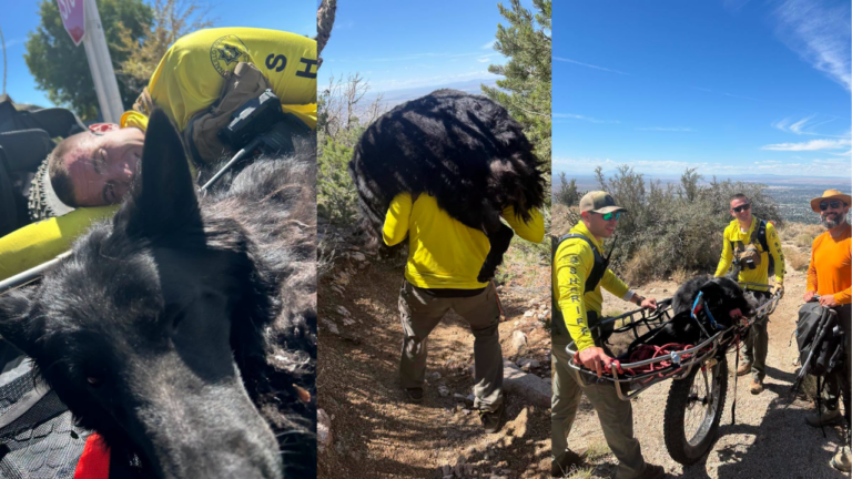 Rescatan a un perro de 130 libras tras quedar inmovilizado por agotamiento en una montaña de Nuevo México