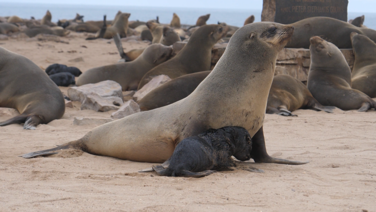 El Niño y la toxina domoica aumentan la preocupación por los lobos marinos