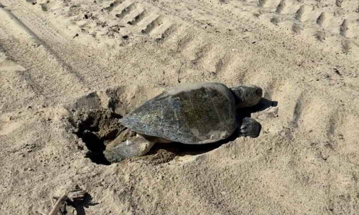 ¡Por primera vez! Tortuga marina pone huevos en una playa del sur de California, cerca de Huntington Beach