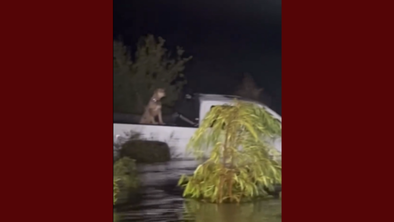 Bomberos de El Paso salvan a un perro atrapado en inundaciones en Rock Springs, Texas