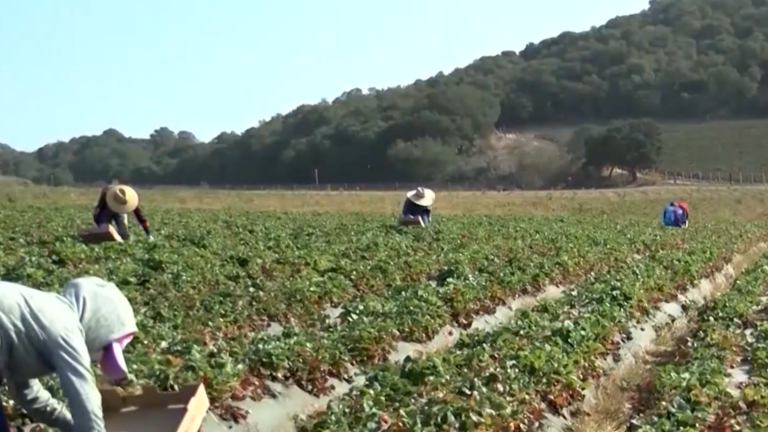 Nueva ley aumenta el salario mínimo para trabajadores agrícolas en California