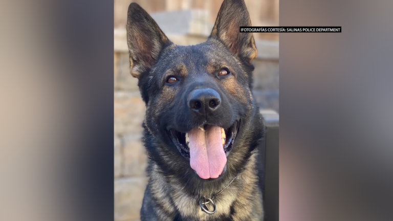 Policía de Salinas despide a Tyson, perro K-9 que sirvió durante más de cuatro años