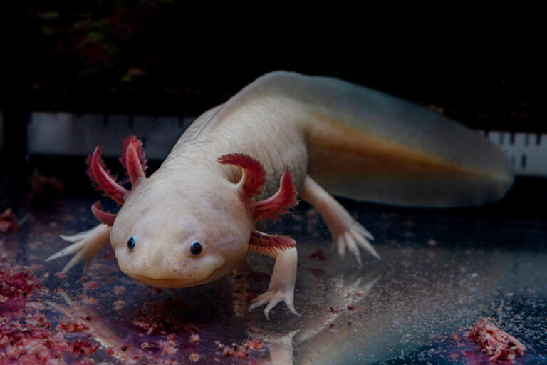 Birch Aquarium inaugurará una exhibición sobre el ajolote, la mitología mexicana y la conservación de especies