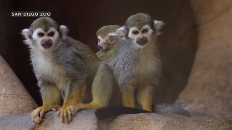 Zoológico de San Diego recibe una cría de mono ardilla nacida en agosto