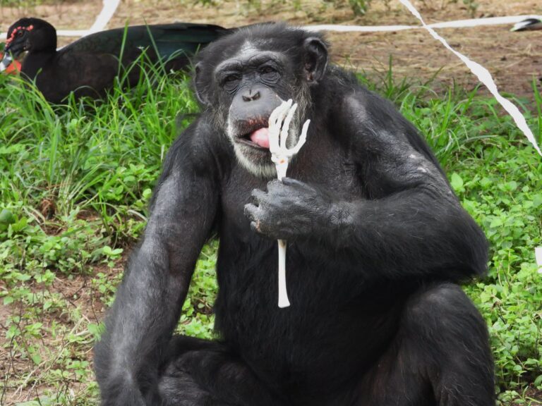 Rusty, la chimpancé más longeva del zoológico, celebra sus 54 años