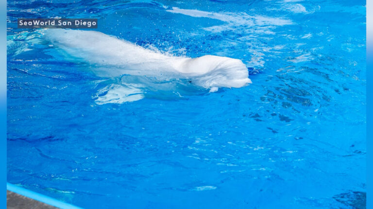 Muere en SeaWorld San Diego una ballena eluga rescatada hace dos meses de Canadá
