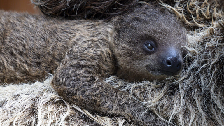 Zoológico de San Diego presenta a cría de perezoso nacida en agosto