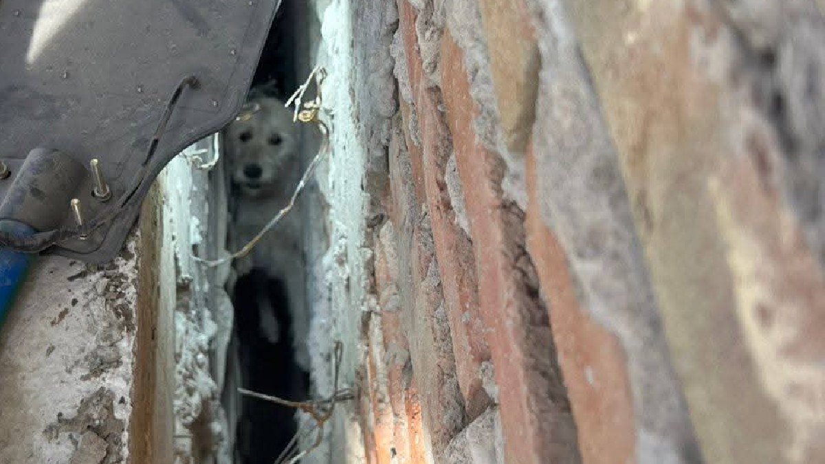 Bomberos rescatan perrito: emocionante operación en San Pedro