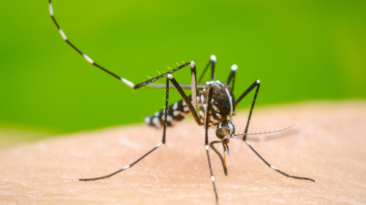 Jalisco Reporta Tercer Lugar Nacional en Casos de Dengue: ¿Incrementan o Disminuyen?