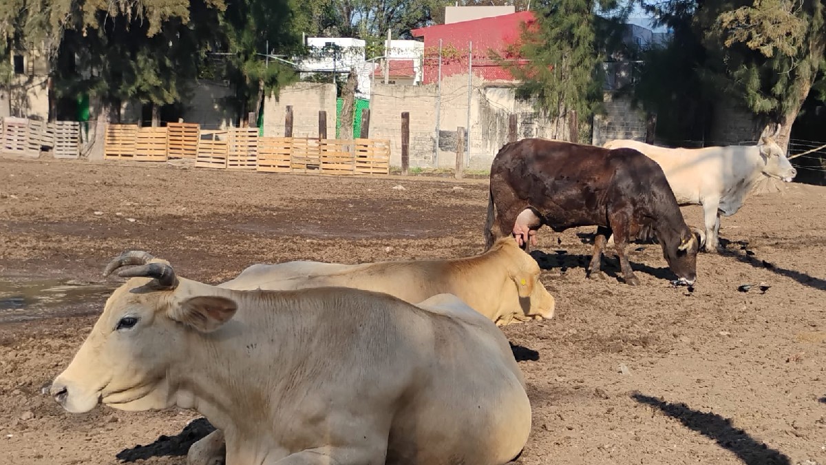 Foco de infección en Tres Pinos: vecinos preocupados por garrapatas y plagas en Tlaquepaque