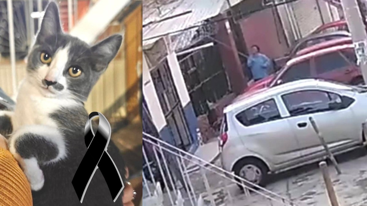 Vinculan a Proceso a Gerónimo ‘N’ por la Muerte del Gatito Gary en Guanajuato