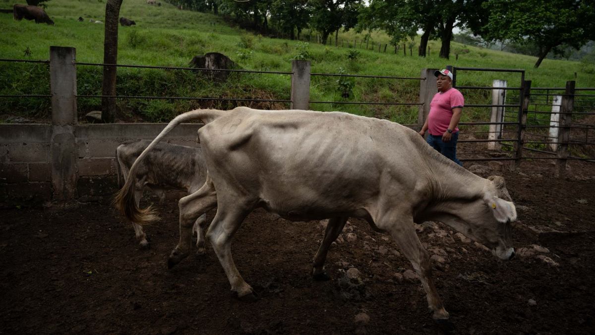 Oaxaca Refuerza Vigilancia Sanitaria ante Casos de Gusano Barrenador en Humanos