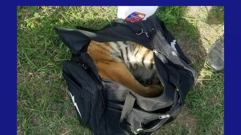 Rescatan a tigre bebé abandonado en bolsa de deporte en la frontera de Texas