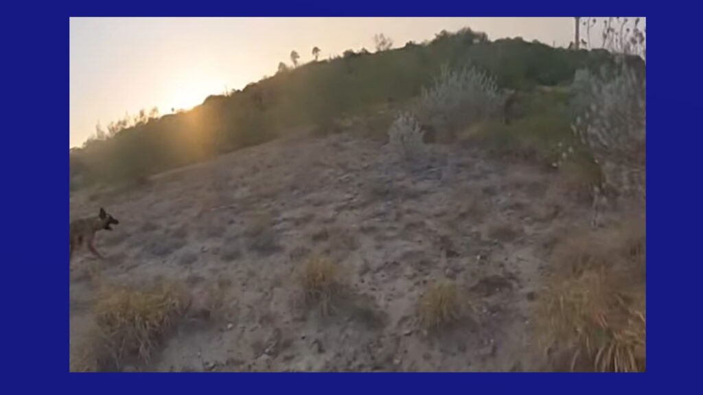 K9 Zita de DPS localiza a inmigrante que intentaba evadir captura en Starr County