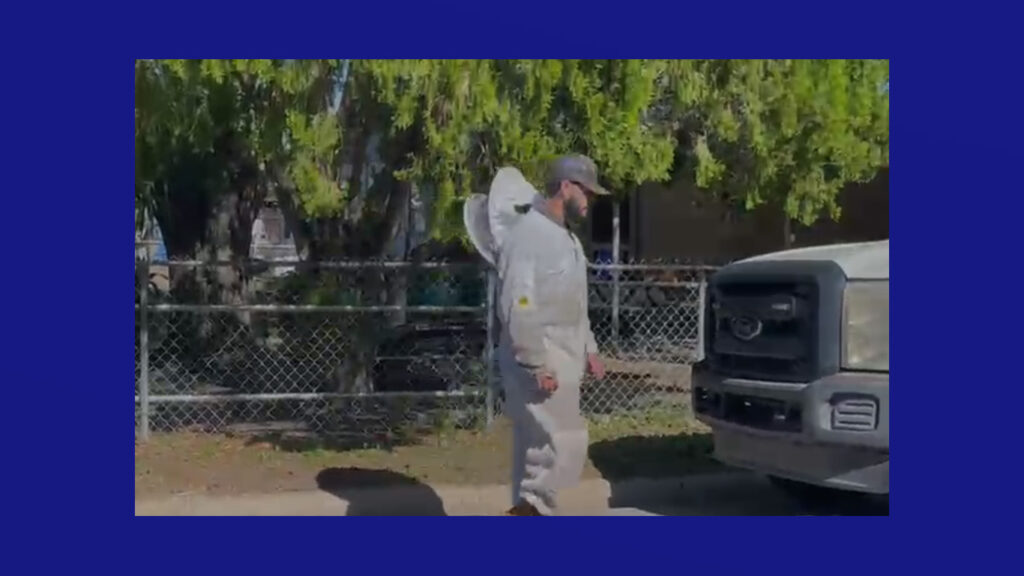 Alerta para residentes en Weslaco por ataques de abejas