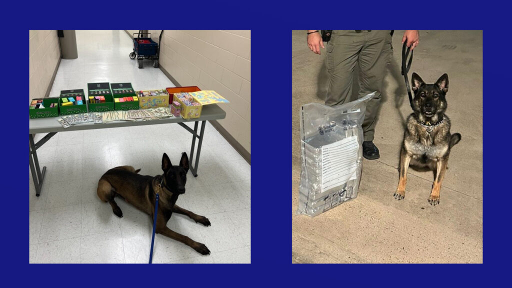 Departamentos de policía locales celebran a sus héroes K9 en el Día Nacional del Perro