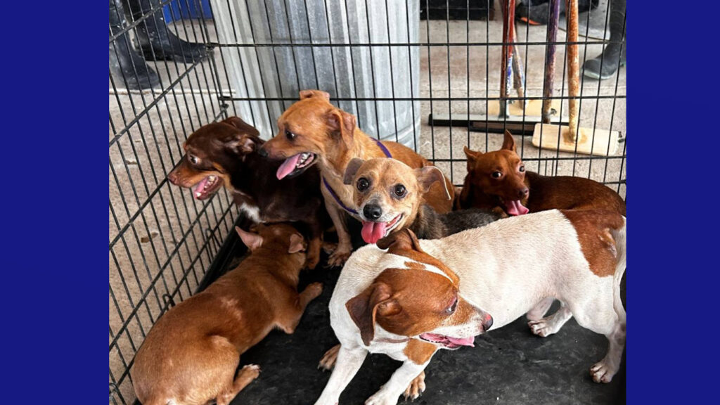 Palm Valley Animal Society recibe 54 perros de un caso de acumulación; piden apoyo ante cierre de su sede en Trenton