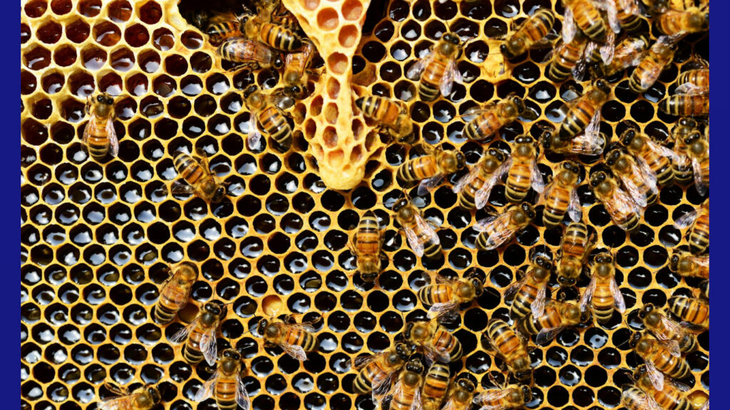 Aumentan reportes de actividad de abejas en McAllen