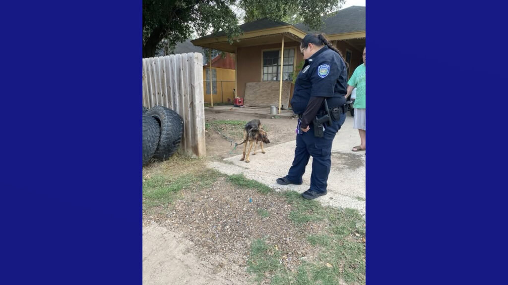 Investigan posible caso de crueldad animal en La Grulla; perrito recibe atención de emergencia