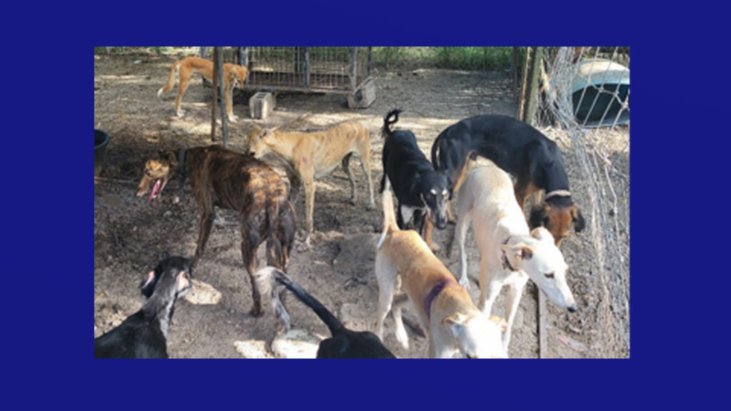 Investigan posible caso de hacinamiento de perros en Brownsville