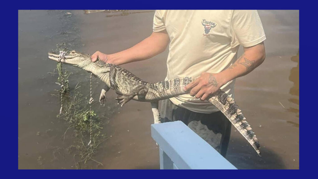 Rescatan a lagarto de gran tamaño en el condado Cameron