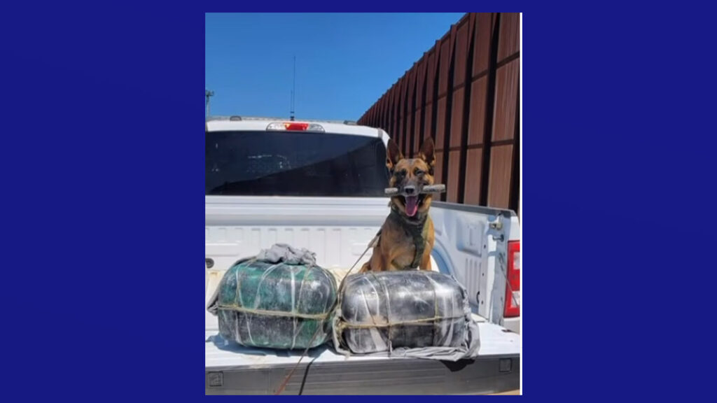Equipo K9 de la Patrulla Fronteriza en Brownsville intercepta 49 libras de marihuana