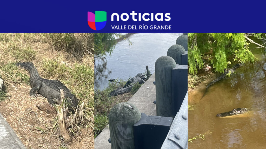 Avistan caimanes en Los Fresnos tras recientes lluvias