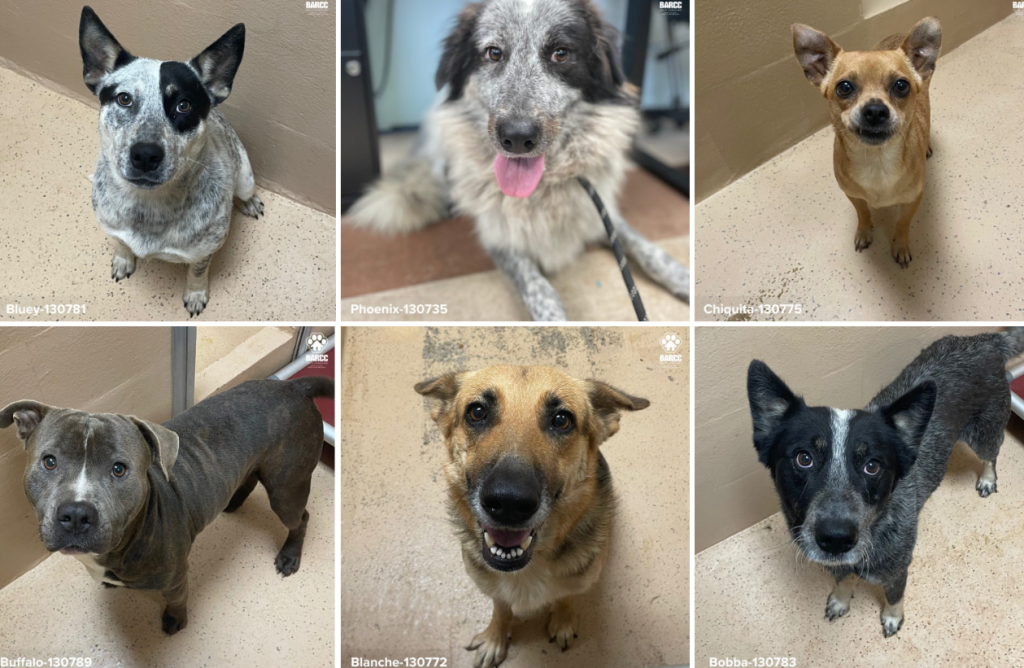 Albergue de mascotas en Brownsville exhorta a adoptar