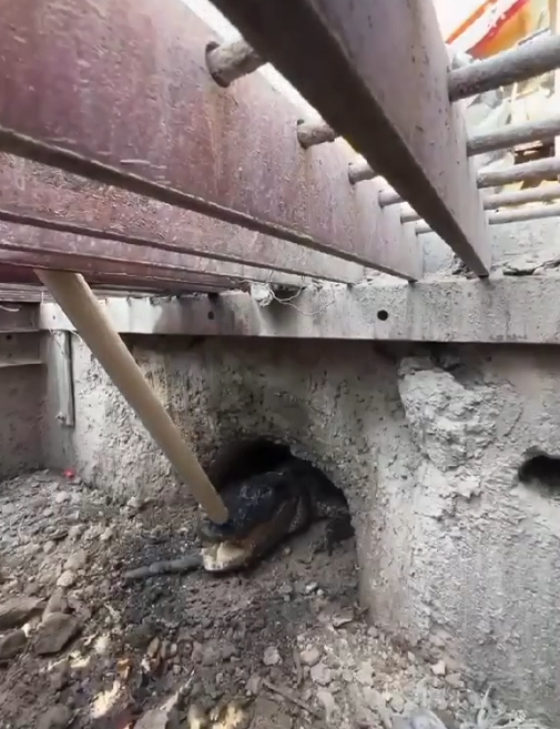 “Stormy”, la enorme caimán encontrada en Weslaco, es rescatada tras refugiarse en drenaje pluvial