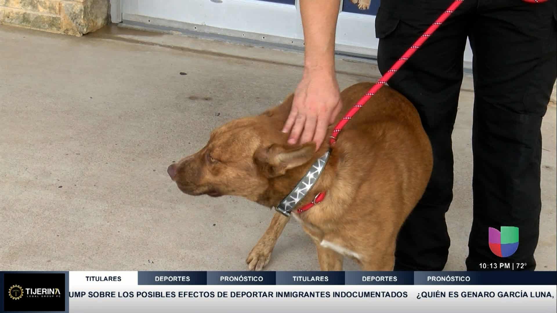Abandonan Perro con Nota en Refugio de Brownsville: Autoridades Llaman a Crear Conciencia sobre el Abandono Animal